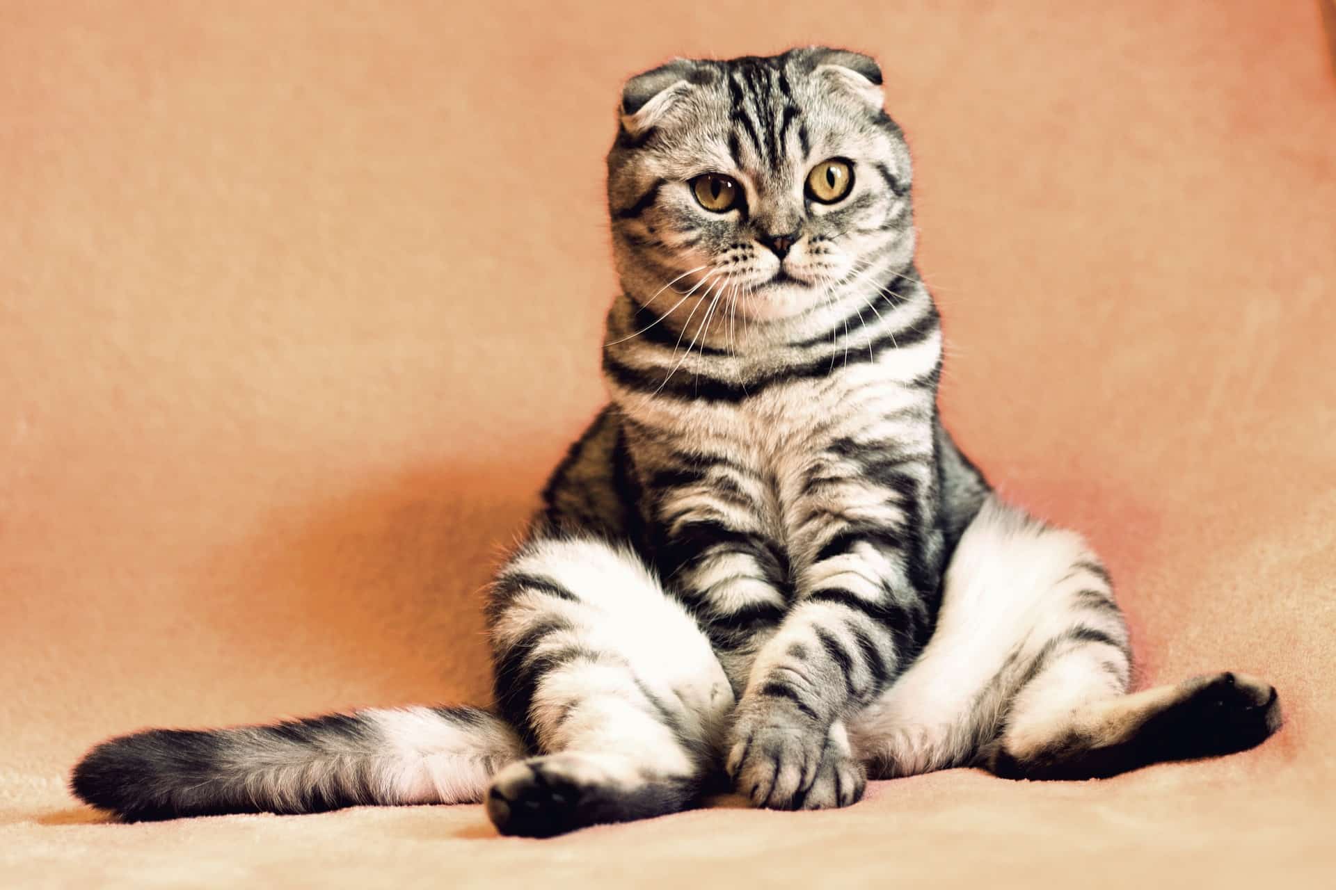 11 Cool Cat Facts For National Pet Day – April 11th