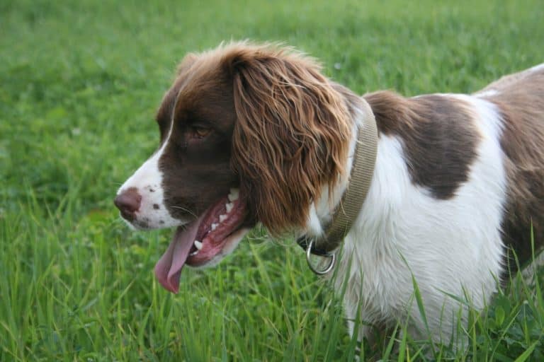 Dog Personalities By Breed – Sporting Group