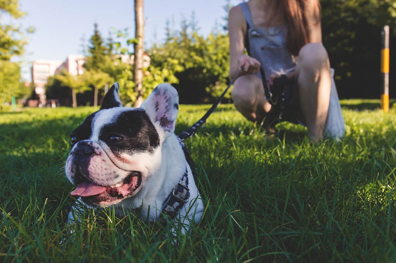 8 Top Dog-Friendly Parks, Hikes, and Activities Near ...