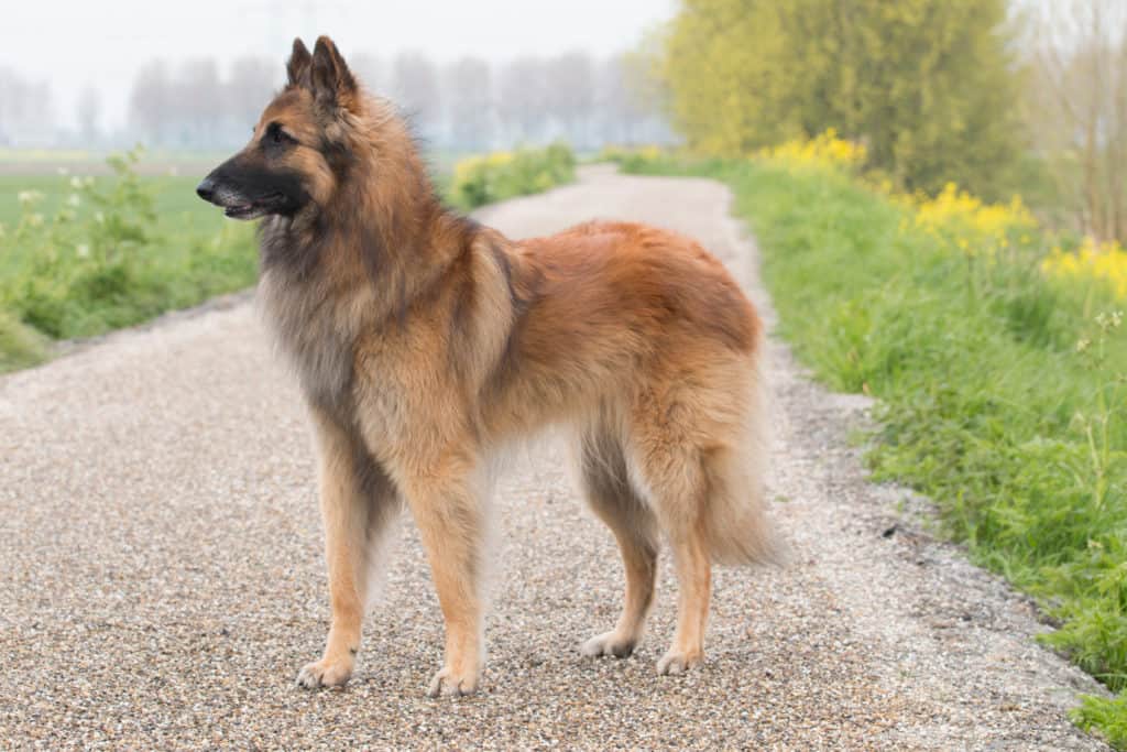 Dog Personalities By Breed: The Herding Group