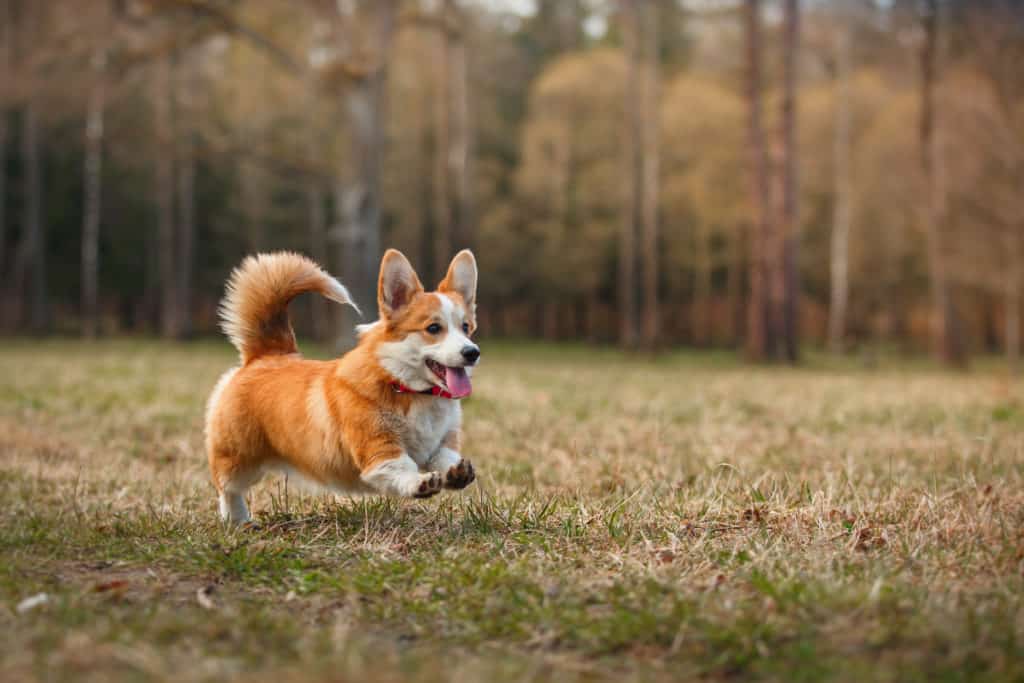 Dog Personalities By Breed: The Herding Group