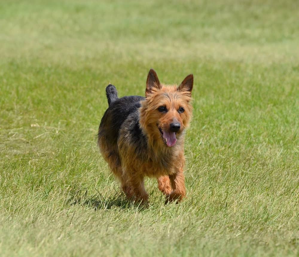 Dog Personalities By Breed: The Terrier Group