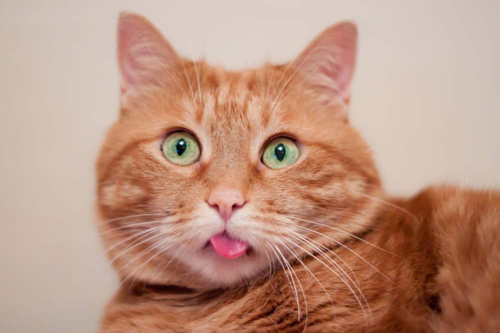 Strange Cat Facts Explained: Cats Can’t Taste Sweets