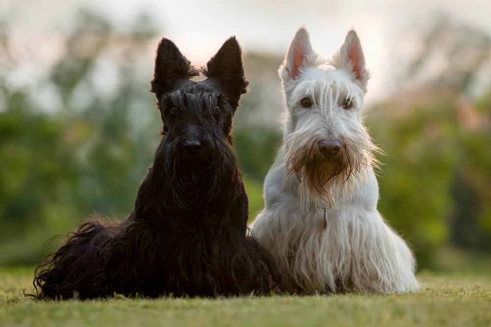 Dog Personalities By Breed: The Terrier Group