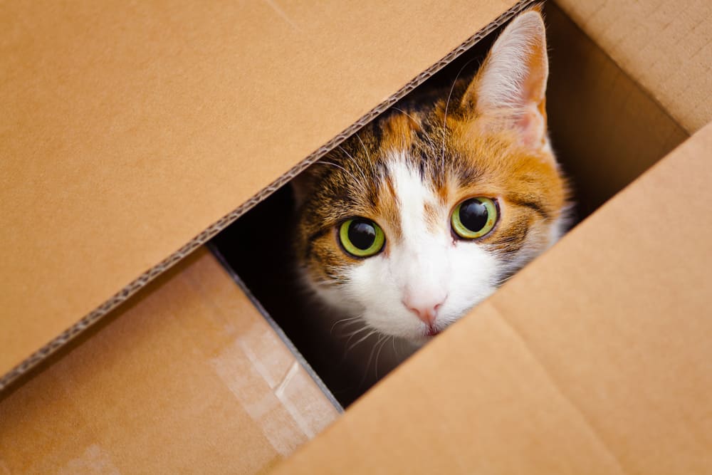 Why Do Cats Hide In Boxes?