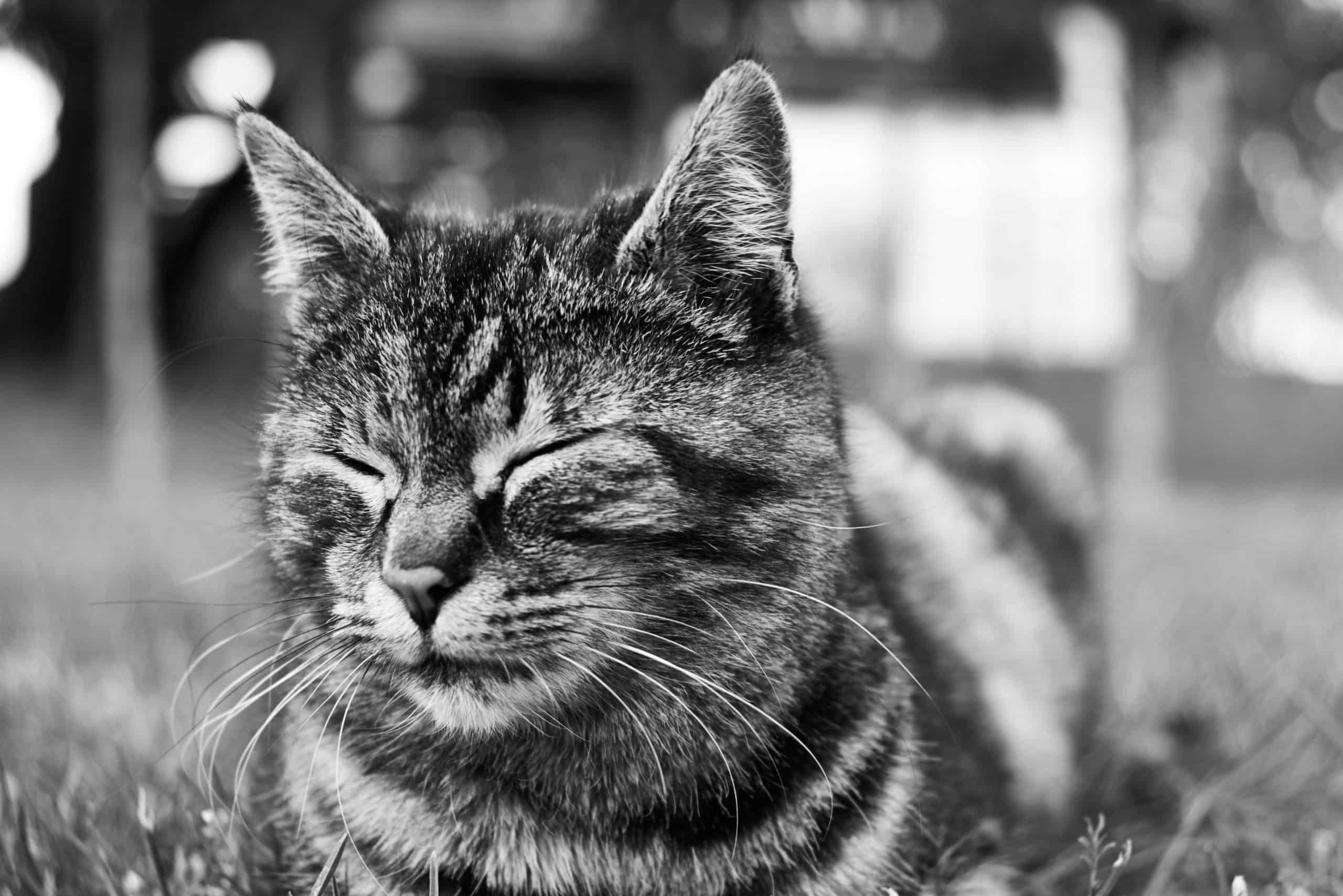 Cat Behaviors Explained: Staring And Blinking
