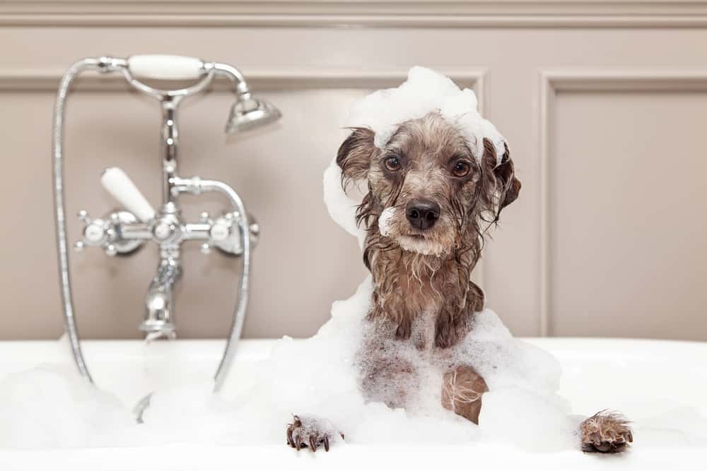 3 Tips For Bathing Your Dog At Home