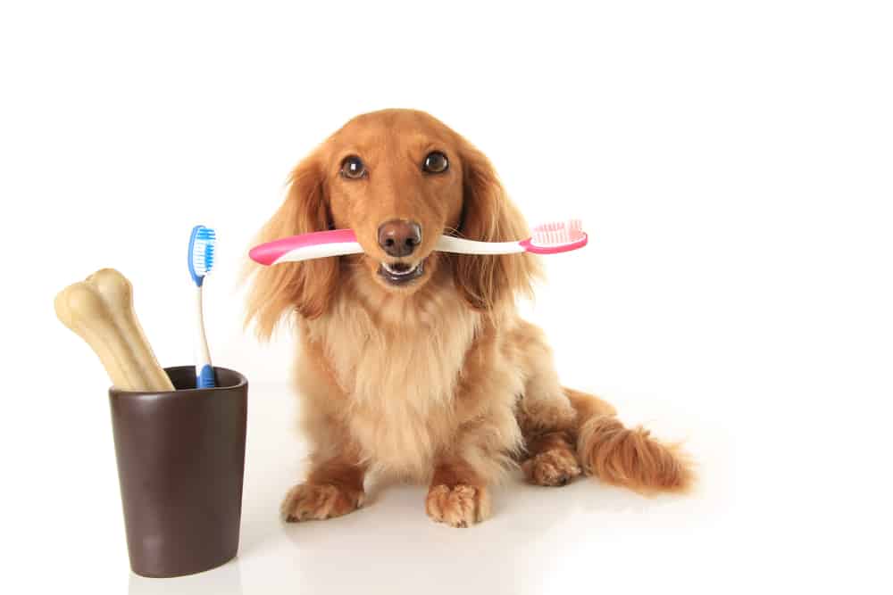Should You Be Brushing Your Dog’s Teeth?