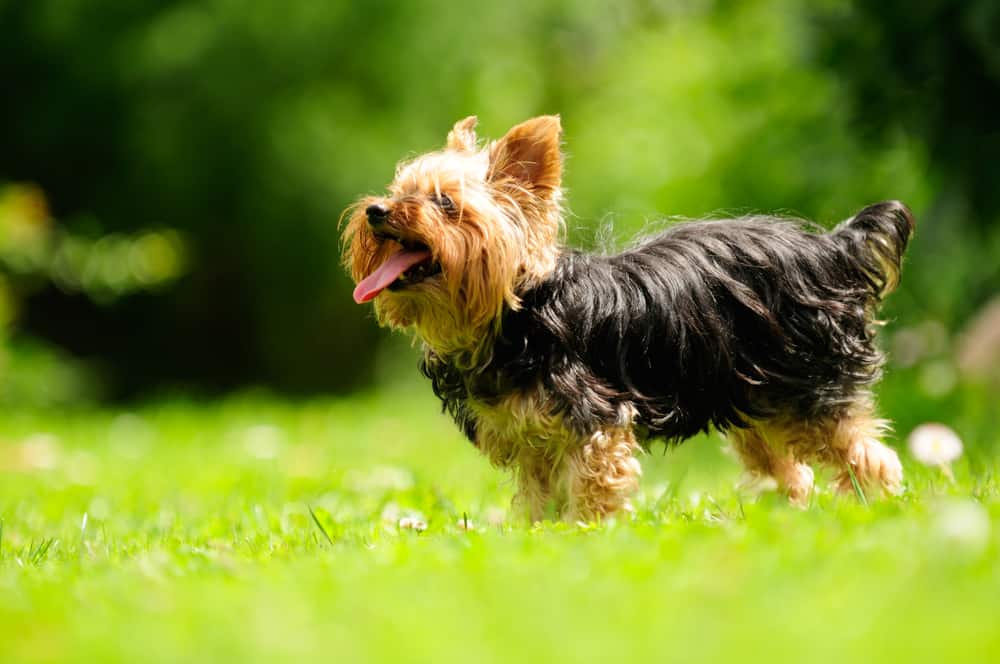 Best Terrier Breeds For Families