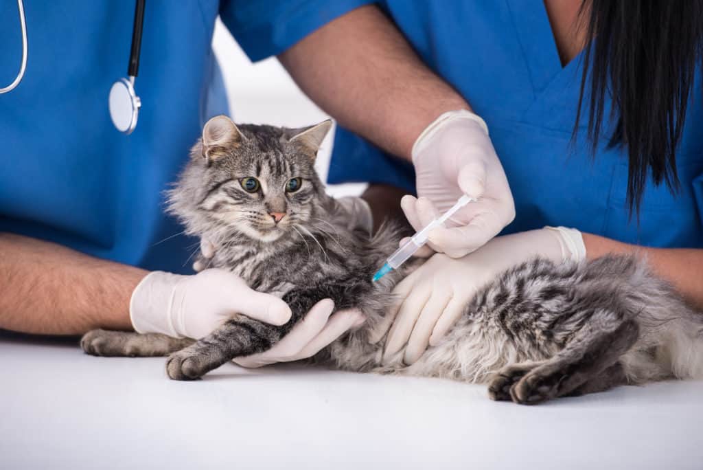 Should You Vaccinate Your Pets?