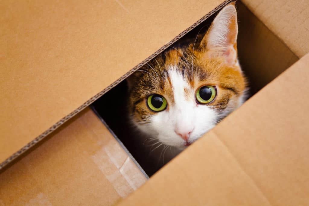 5 Fascinating Cat Habits And The Reasons Behind Them
