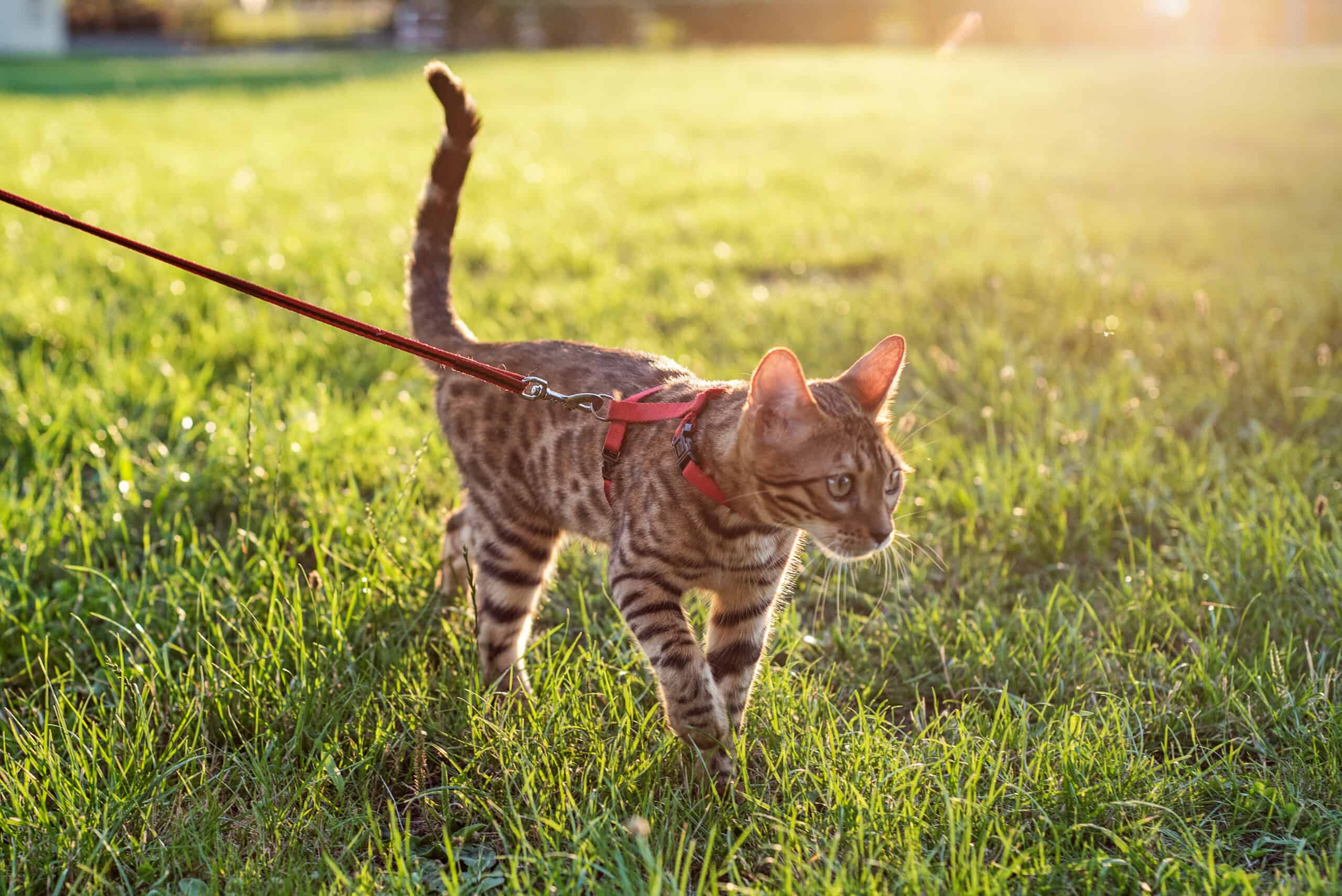 Can You [safely] Take Your Cat On Walks? – 6 Steps To Teaching Your Cat To Walk