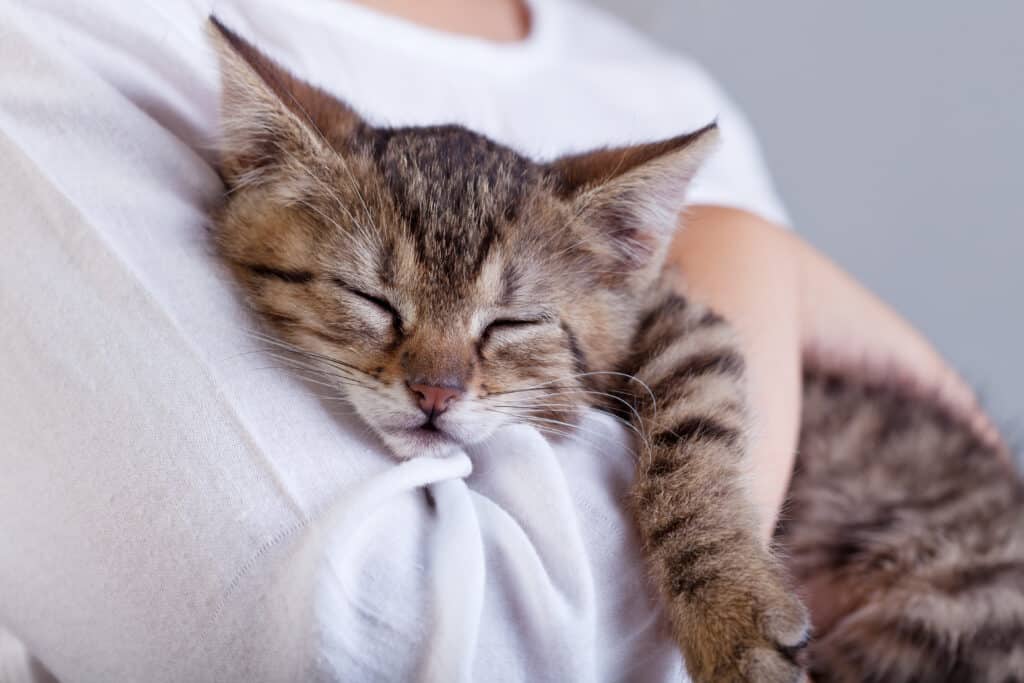 The Purr-fect Companions: Exploring How Cats Contribute To Human Wellbeing