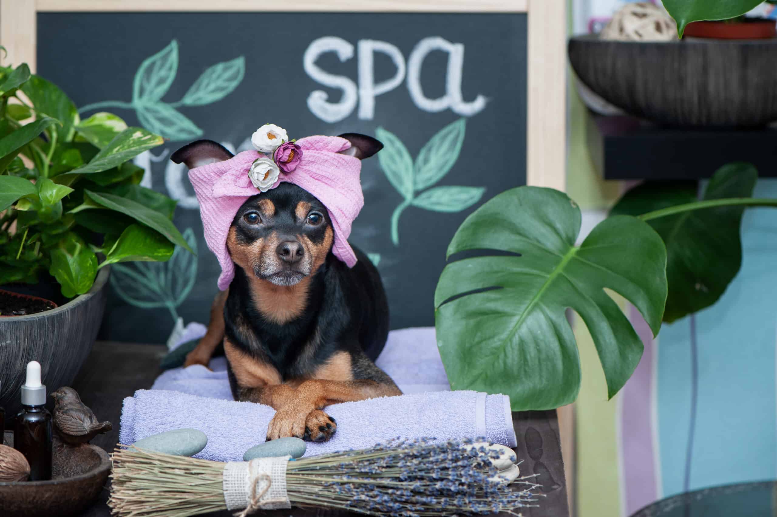 Home Grooming Tips For New Pet Owners
