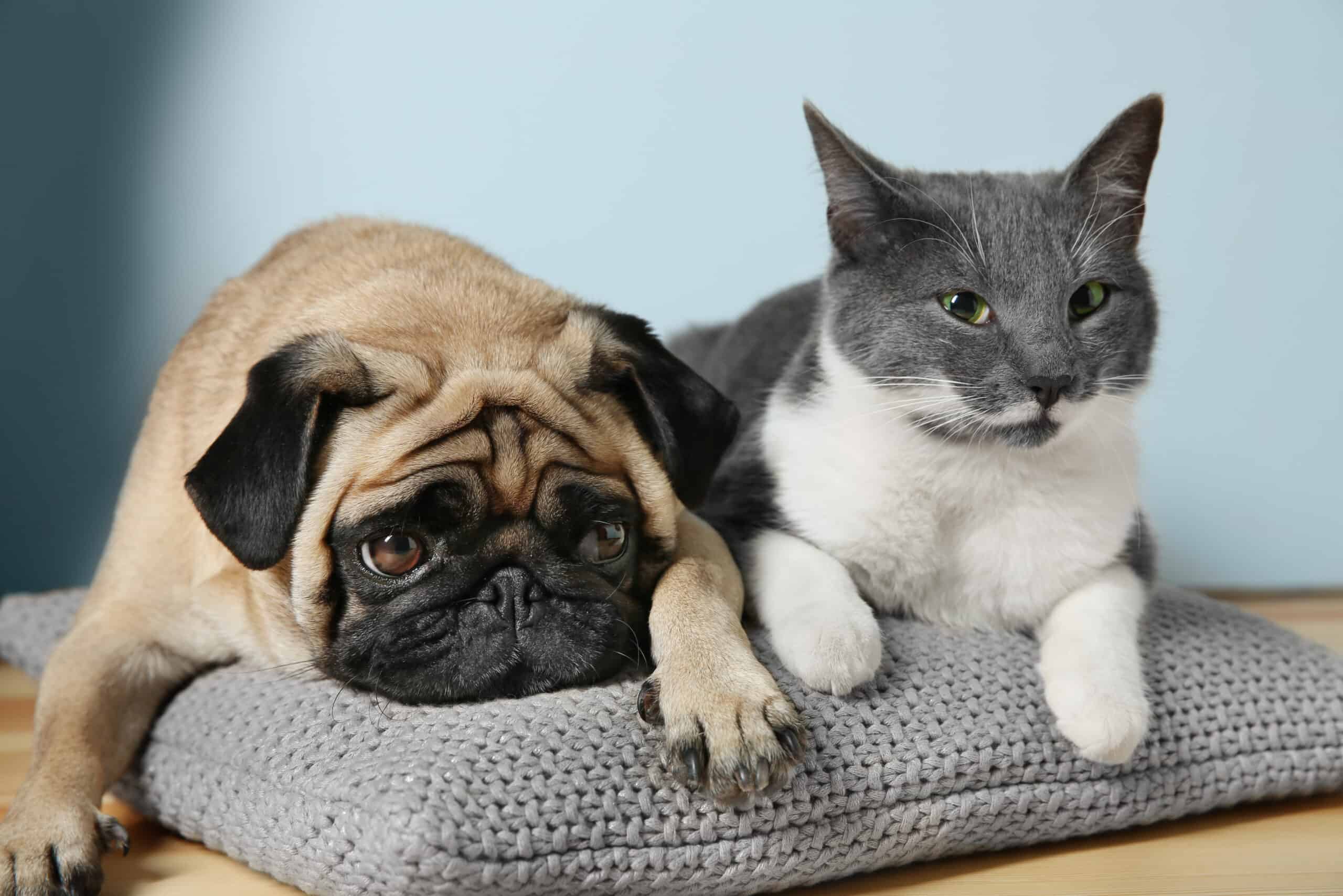 Pet Boarding Vs. Pet Sitting: Which Is Right For Your Animal Companion?