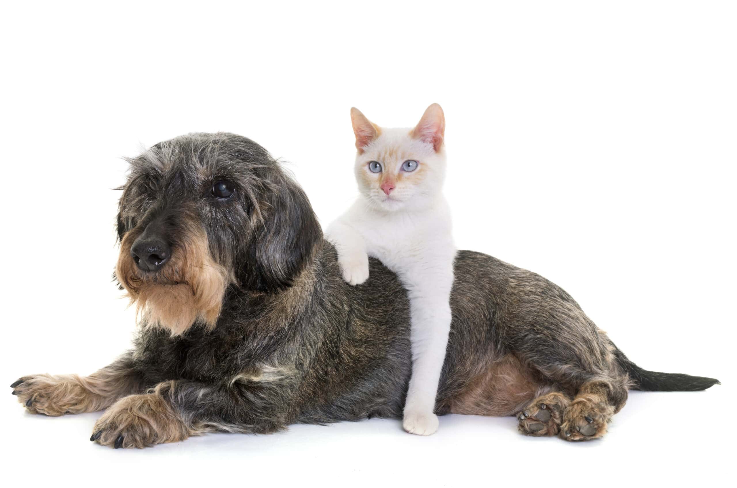 Senior Pets: Caring For Your Aging Dog Or Cat
