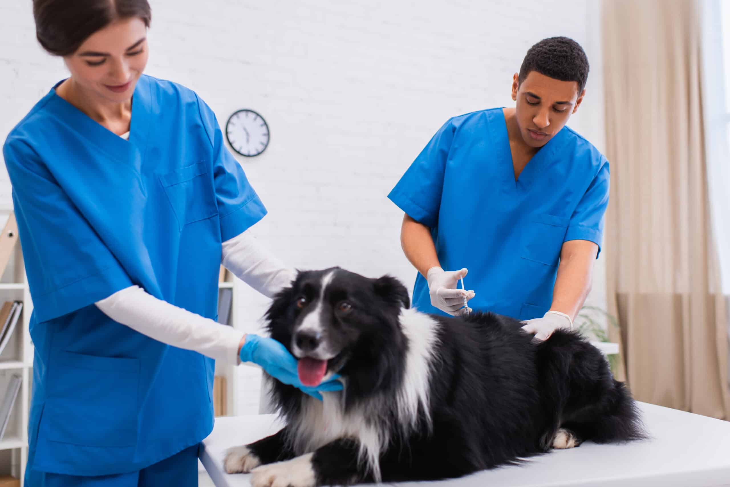 Ensuring Your Pet's Health: Vaccination and Boarding