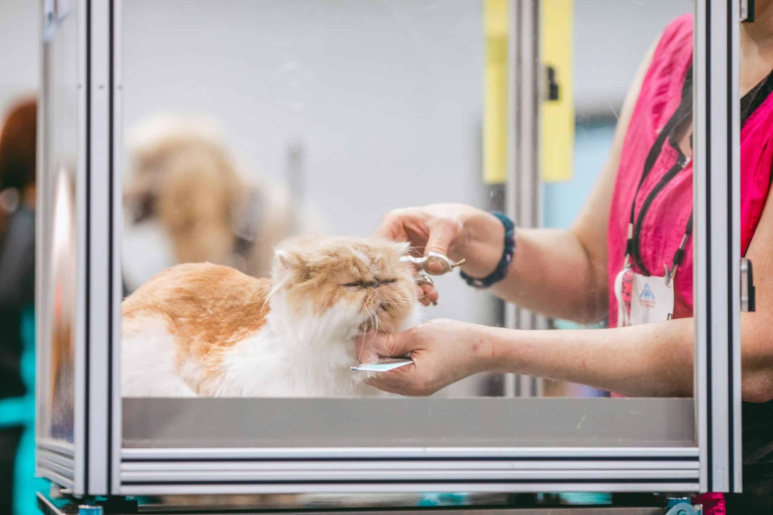 Cat Grooming And Emotional Well-being: Strengthening Your Bond