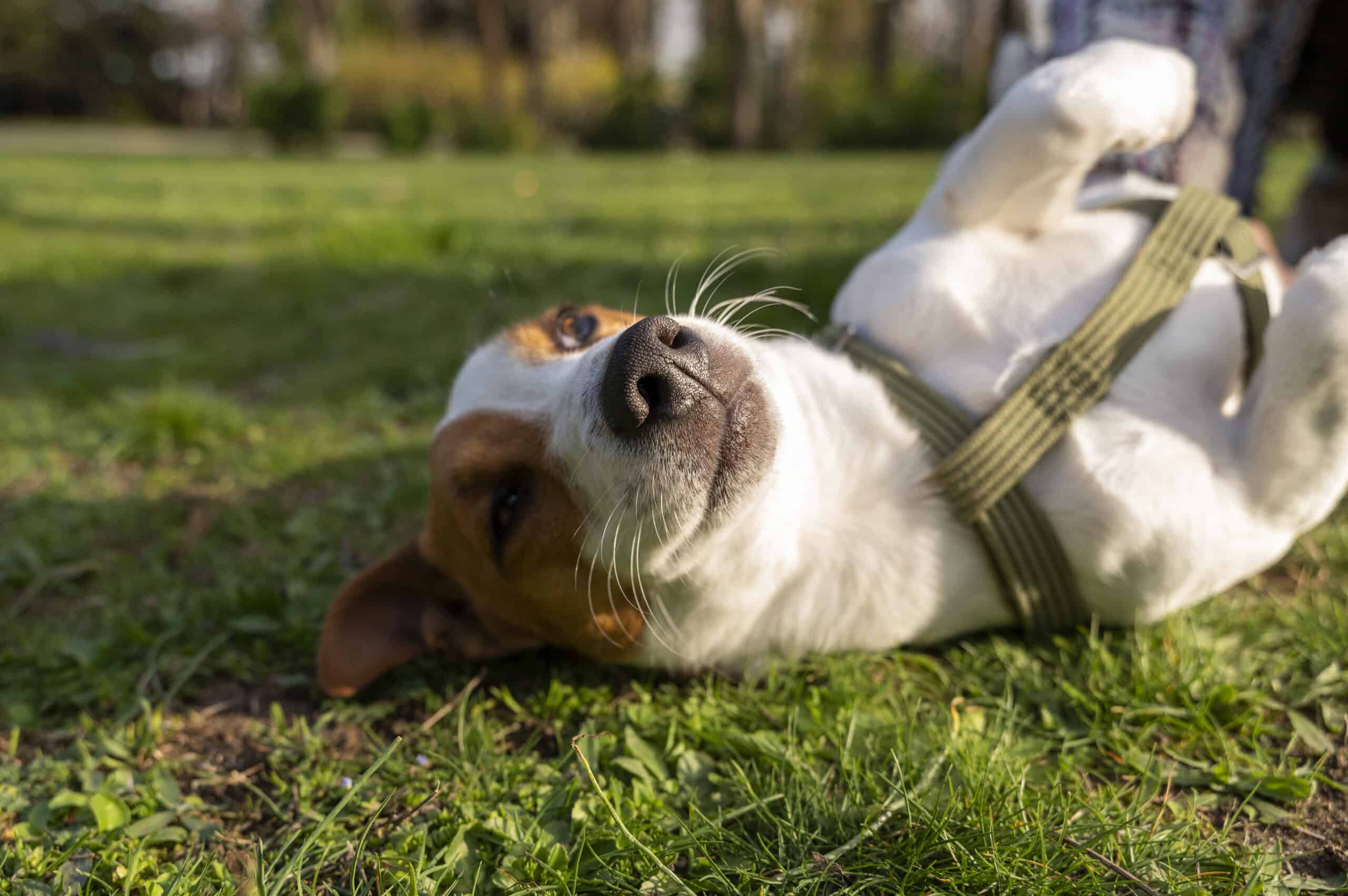 Why Group Play Isn’t For Every Pet: Alternatives For Dogs Who Prefer Solo Time