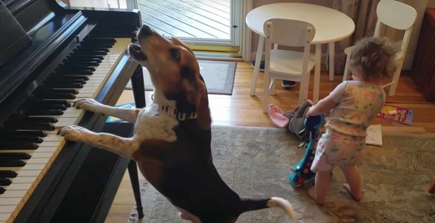 Buddy Mercury – Famous Rescue Beagle Plays Piano