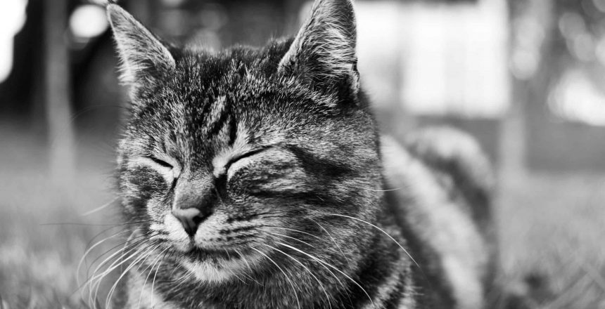 Cat Behaviors Explained: Staring And Blinking