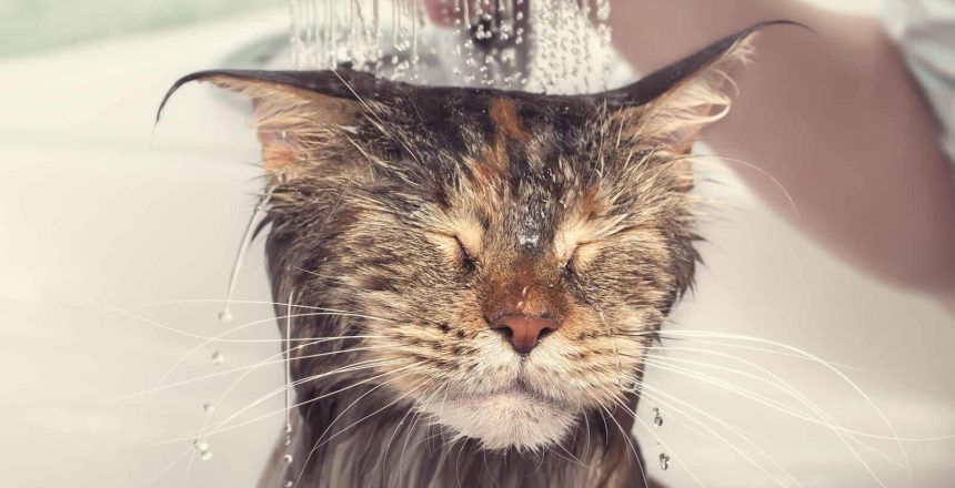 Do I Need To Bathe My Cat?