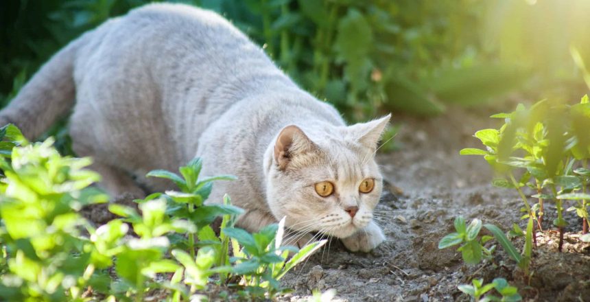 The Science Behind A Cat's Hunting Skills: How Do They Catch Prey So Efficiently?