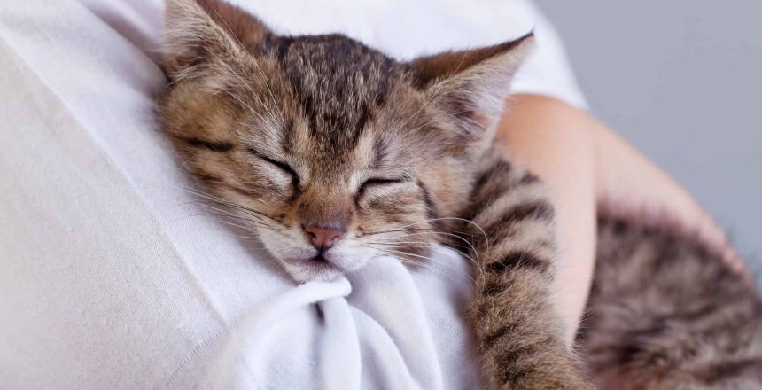 The Purr-fect Companions: Exploring How Cats Contribute To Human Wellbeing