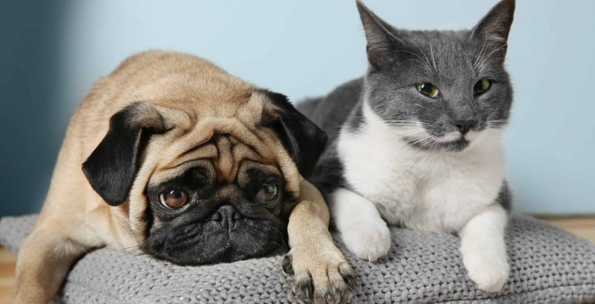 Pet Boarding Vs. Pet Sitting: Which Is Right For Your Animal Companion?