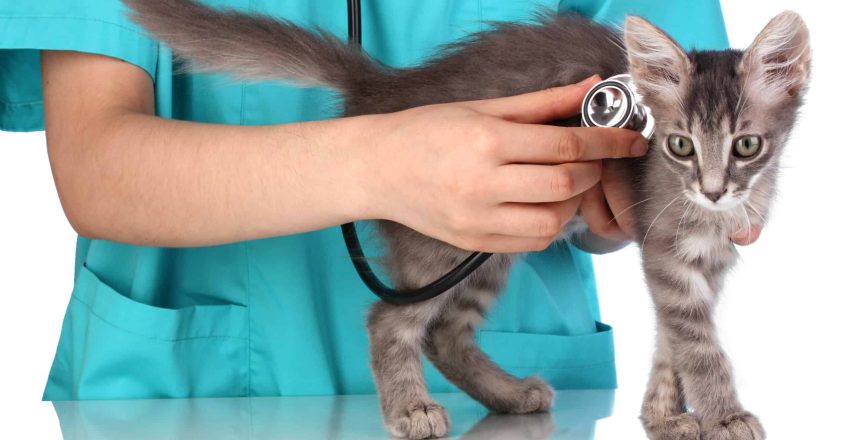 Pet Ponderosa’s Guide To Stress-free Veterinary Visits