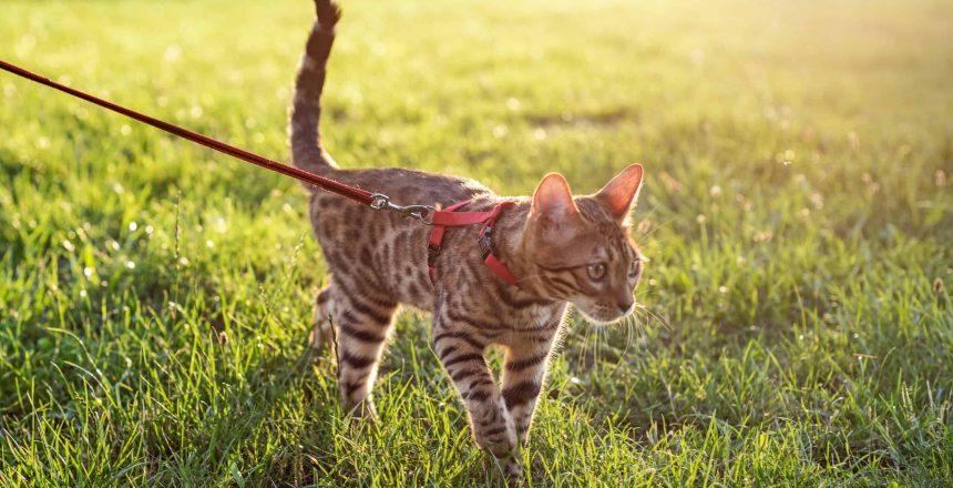 Can You [safely] Take Your Cat On Walks? – 6 Steps To Teaching Your Cat To Walk
