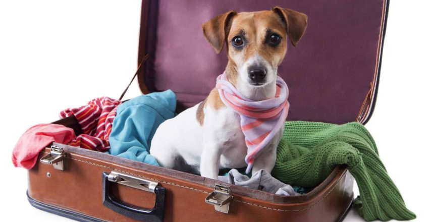 How To Prepare Your Pet For Boarding