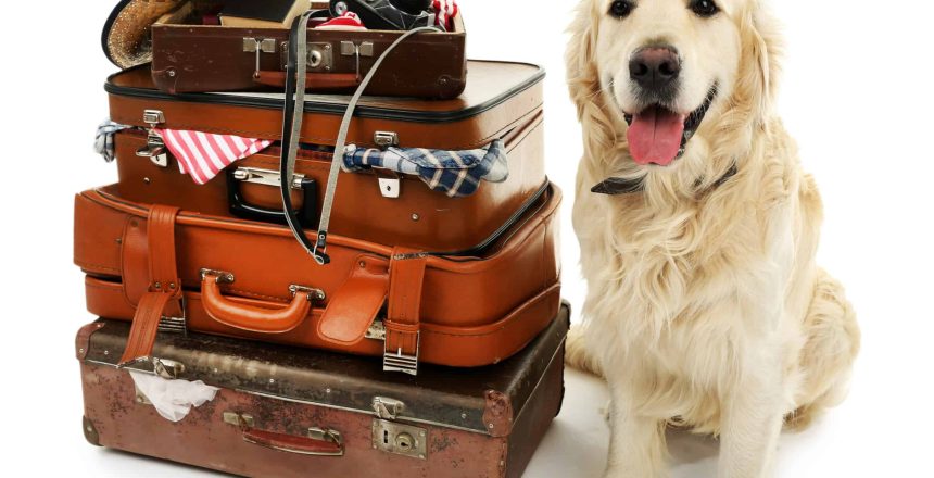 What To Pack For Your Pet's Overnight Stay At Our Boarding House