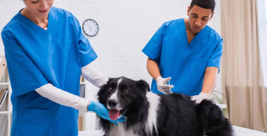 Ensuring Your Pet's Health: Vaccination and Boarding