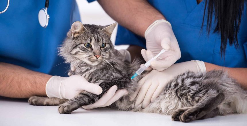 Should You Vaccinate Your Pets?