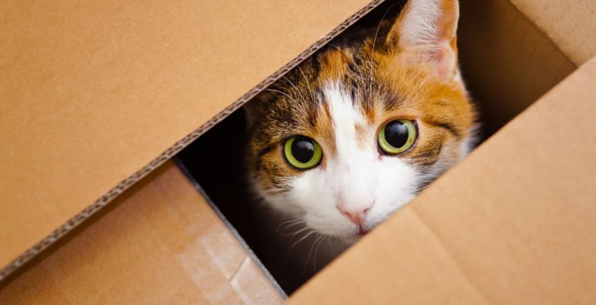 Why Do Cats Hide In Boxes?