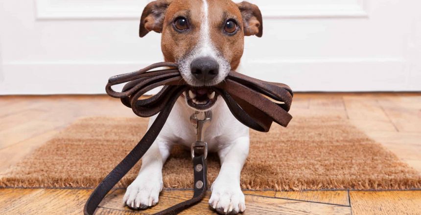 Dog Walking: Why It’s So Important