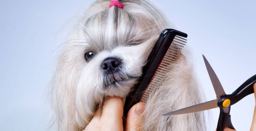 How Often Should I Have My Dog Groomed?