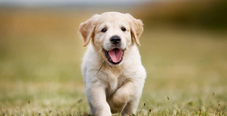 Top 4 Best Family Dog Breeds