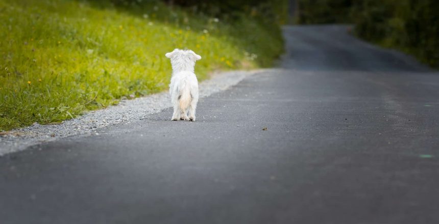 What To Do If Your Pet Runs Away