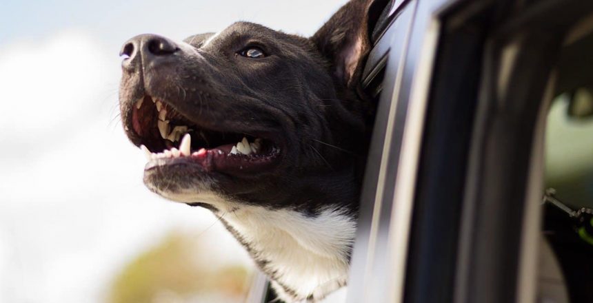 Top 6 Safety Tips For Driving With Your Pet
