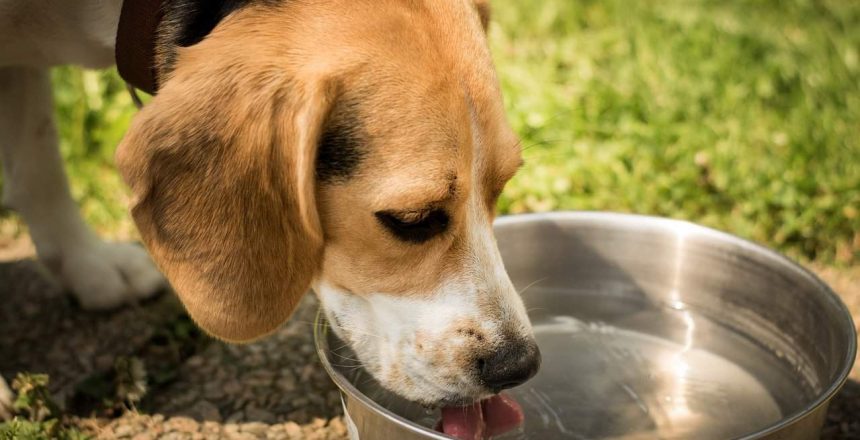 How To Get Your Dog To Drink More Water