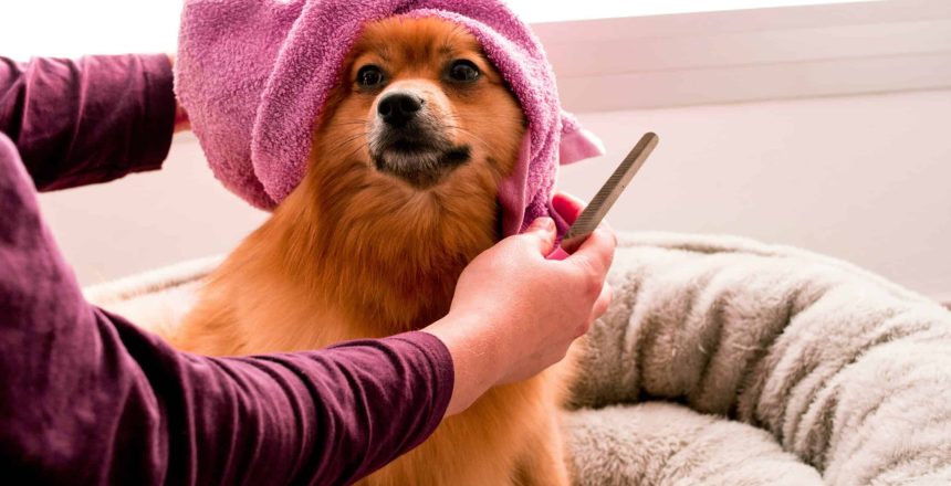 Grooming Dos And Don'ts: Pro Tips For Dog And Cat Owners