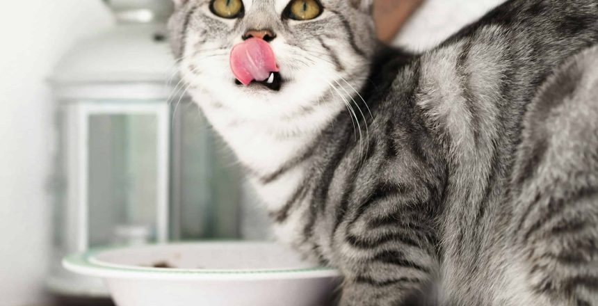 The Benefits Of Raw Diets For Cats: Myths And Facts